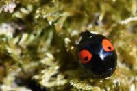 Harmonia axyridis