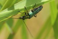 Oedemera nobilis