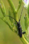 Agapanthia