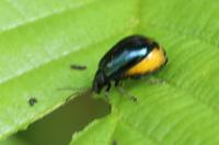 Agelastica alni