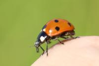 Coccinella septempunctata