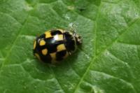 Propylea quatuordecimpunctata