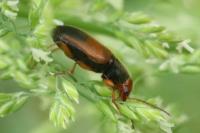 Diachromus germanus
