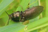 Selatosomus latus