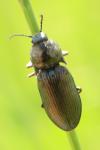 Selatosomus latus