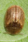 Hypocassida subferruginea