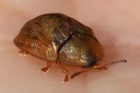Hypocassida subferruginea