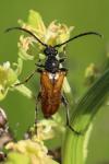 Pseudovadonia livida