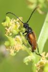 Pseudovadonia livida