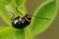 Cryptocephalus moraei