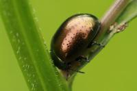 Chrysolina hyperici