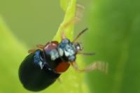 Smaragdina affinis