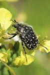 Oxythyrea funesta