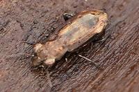 Notiophilus quadripunctatus