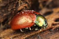 Chrysolina polita