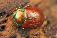 Chrysolina polita