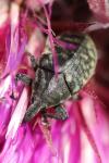 Larinus turbinatus