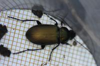 Poecilus cupreus
