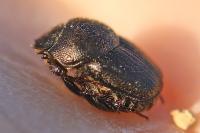 Onthophagus