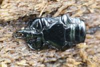 Hololepta plana