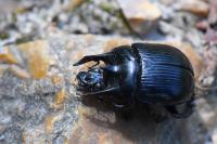 Typhaeus typhoeus