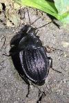 Phosphuga atrata
