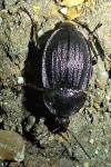 Phosphuga atrata