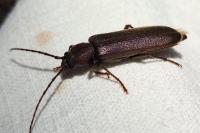 Arhopalus rusticus