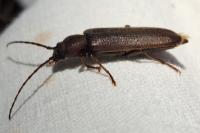 Arhopalus rusticus