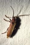 Arhopalus rusticus