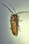 Arhopalus rusticus