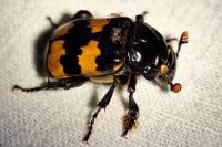 Nicrophorus interruptus