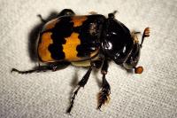 Nicrophorus interruptus