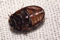 Hydrobius fuscipes