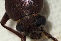 Arhopalus rusticus