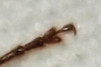 Arhopalus rusticus