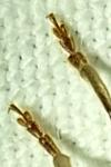 Arhopalus rusticus