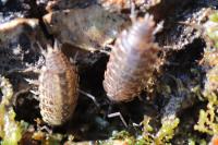 Philoscia