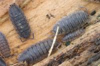 Porcellio scaber