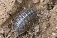 Armadillidium nasatum
