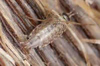 Philoscia muscorum