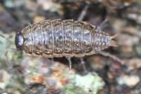 Philoscia muscorum