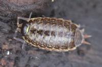 Philoscia muscorum
