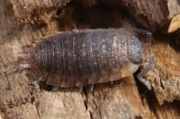 Porcellio scaber