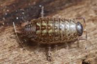Philoscia muscorum