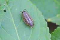 Philoscia muscorum