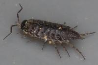 Philoscia muscorum