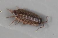 Philoscia muscorum