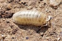 Armadillidium nasatum