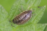 Philoscia muscorum